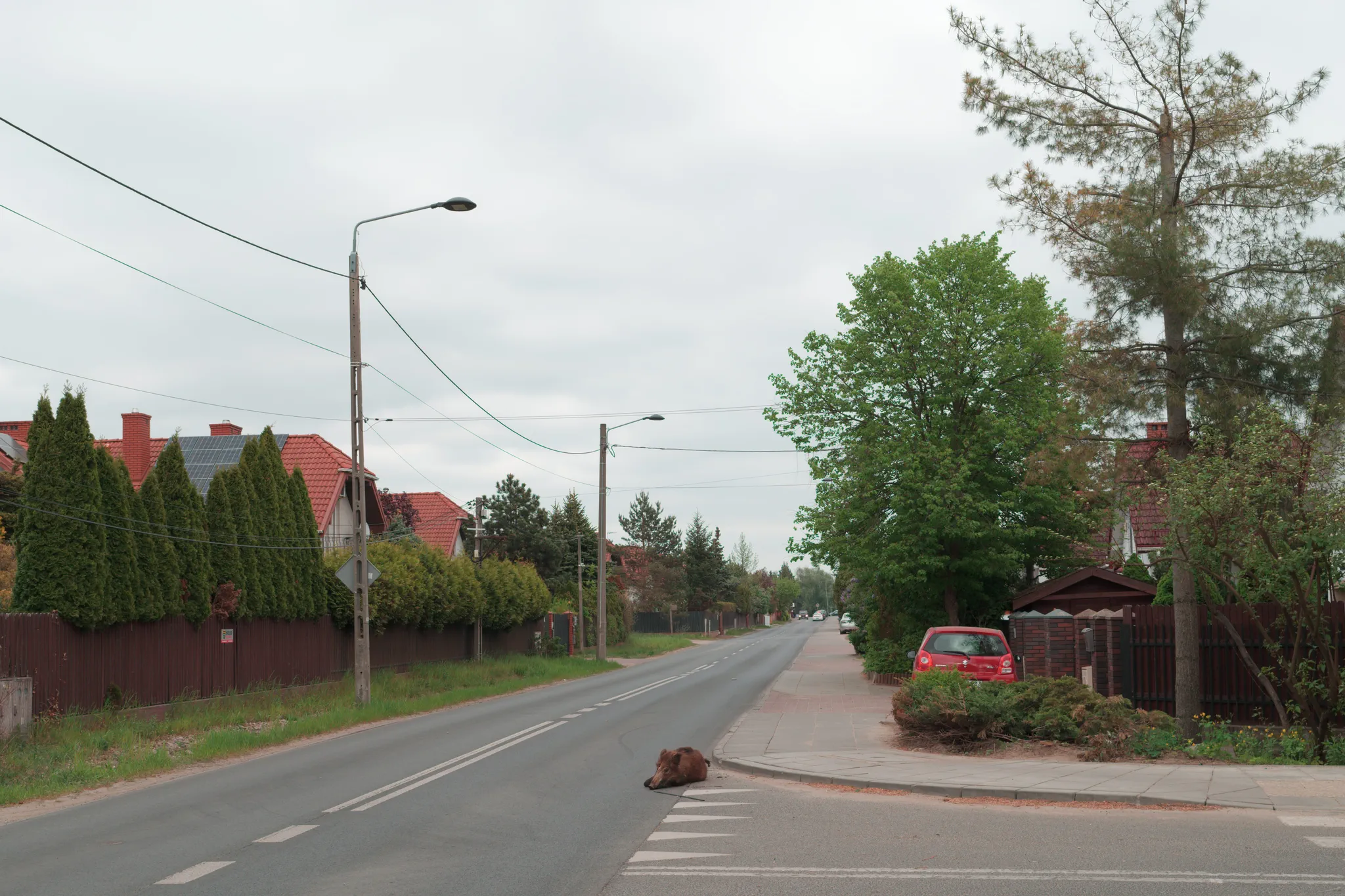 Green and White - image 006