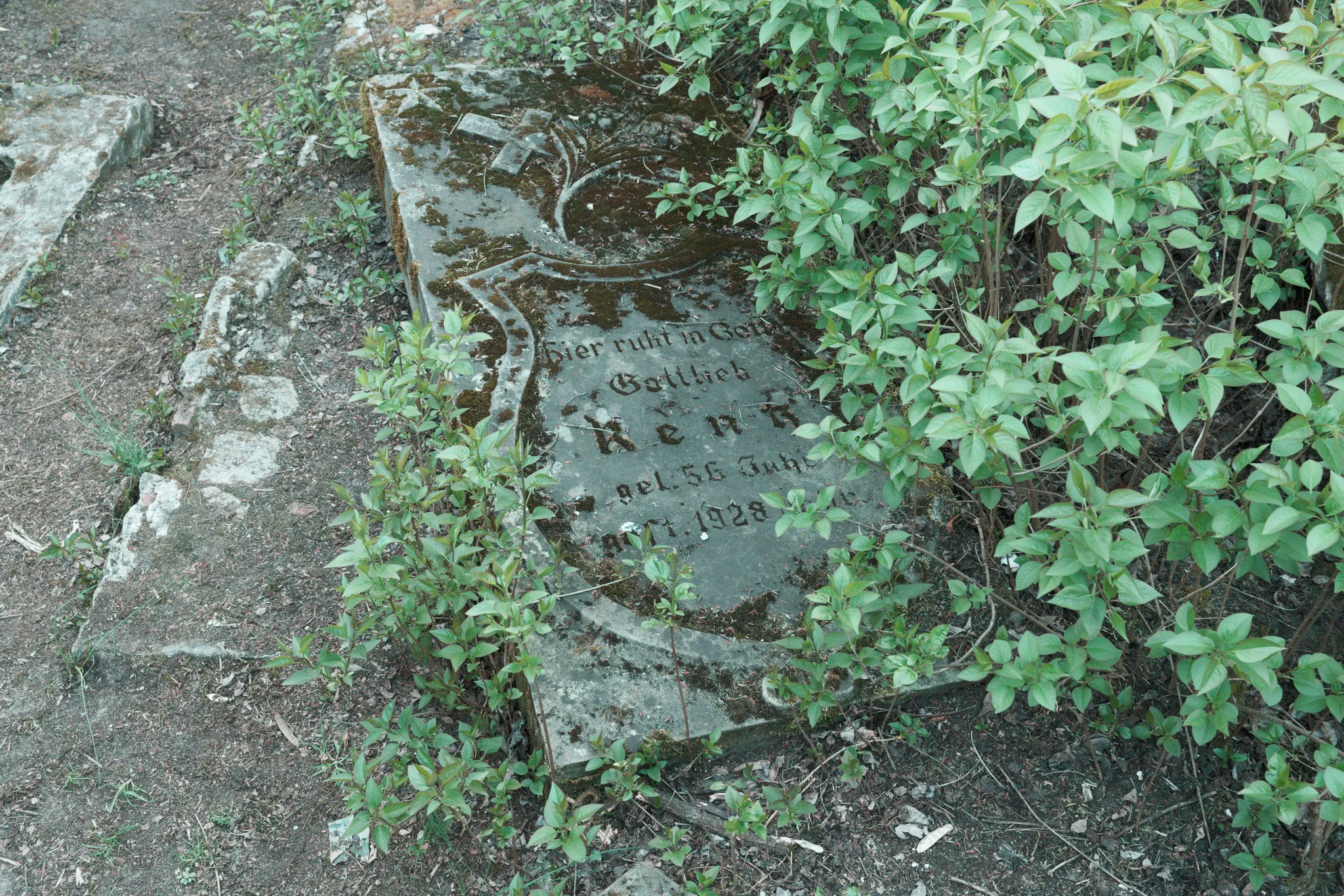 Green and White - image 013